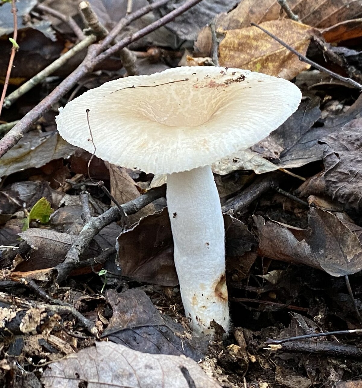 Russula crustosa image