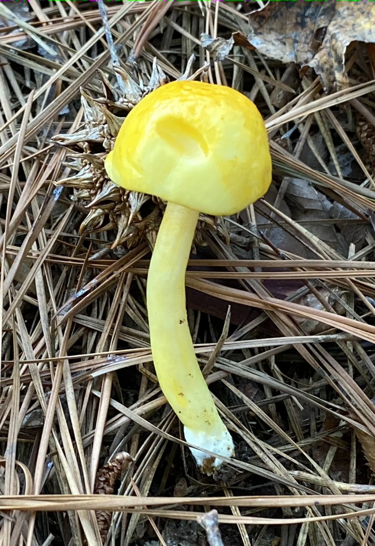 Pulveroboletus image