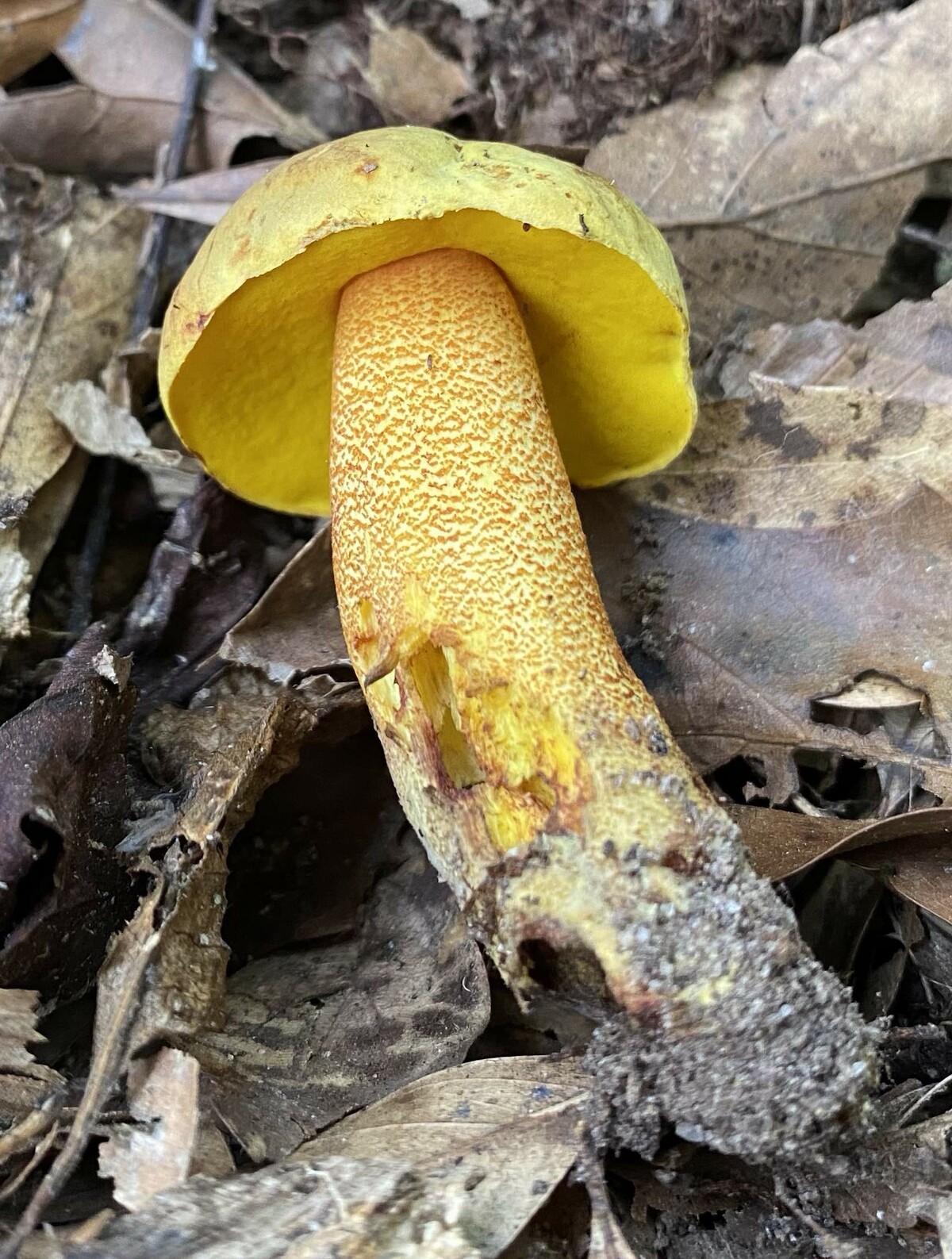 Xerocomus morrisii image