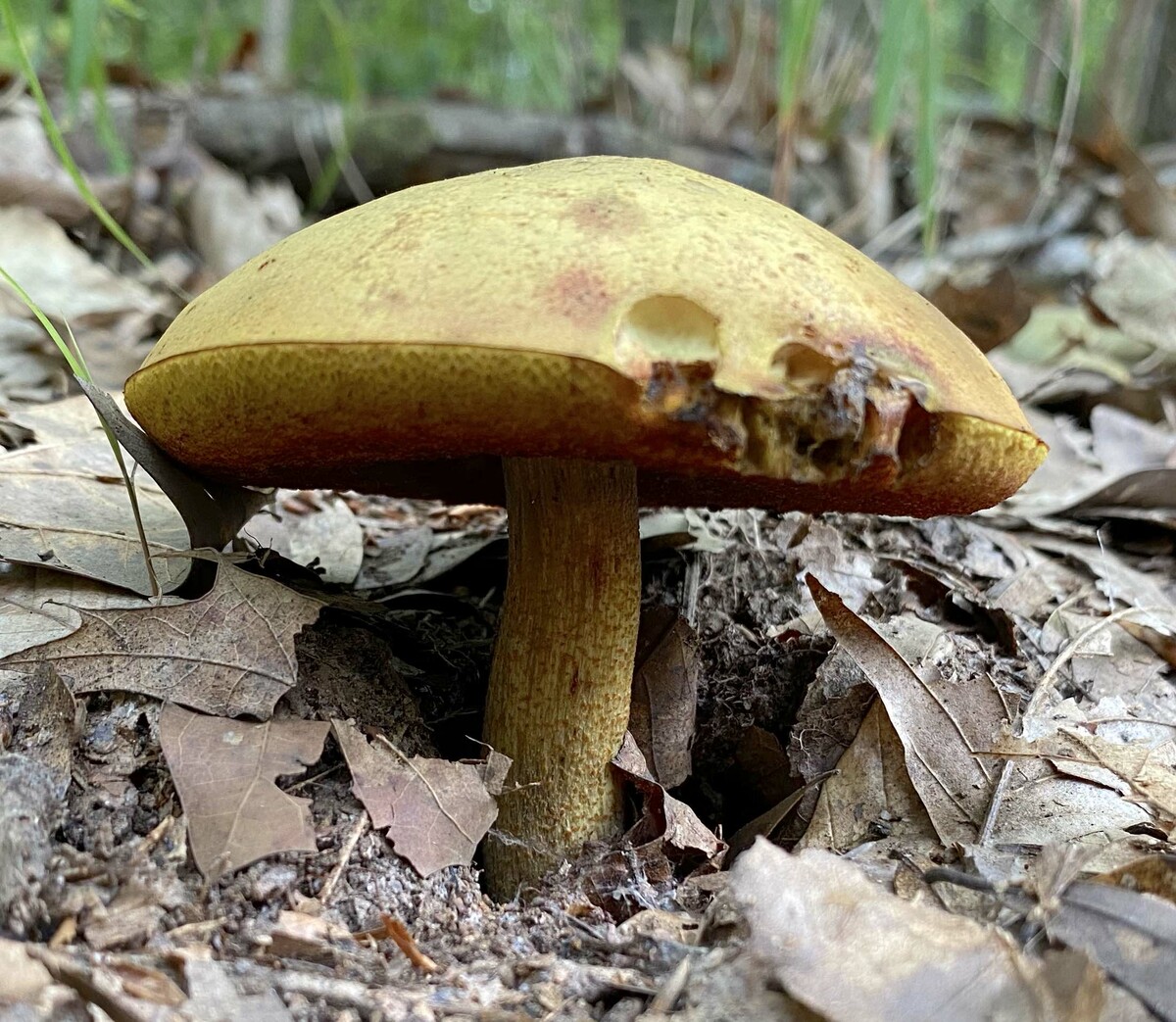 Xerocomus morrisii image