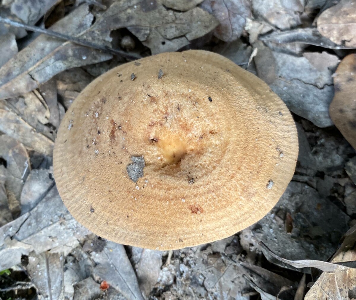 Lactarius peckii var. peckii image