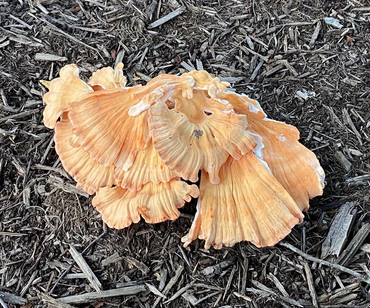 Laetiporus sulphureus image