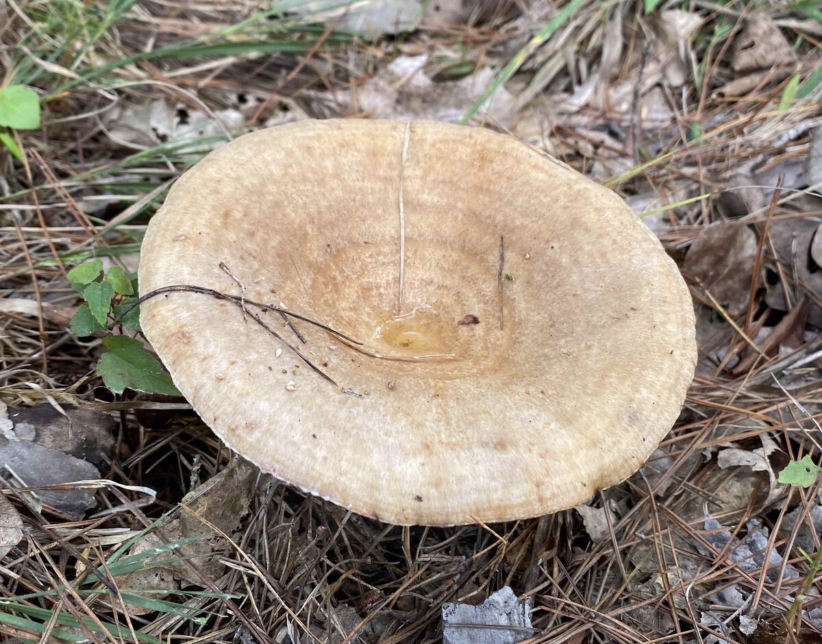 Lactarius subpalustris image