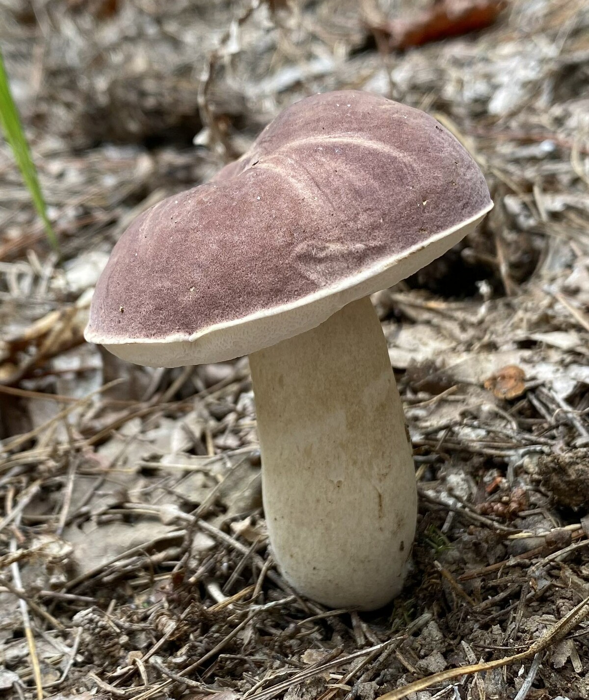 Tylopilus rubrobrunneus image