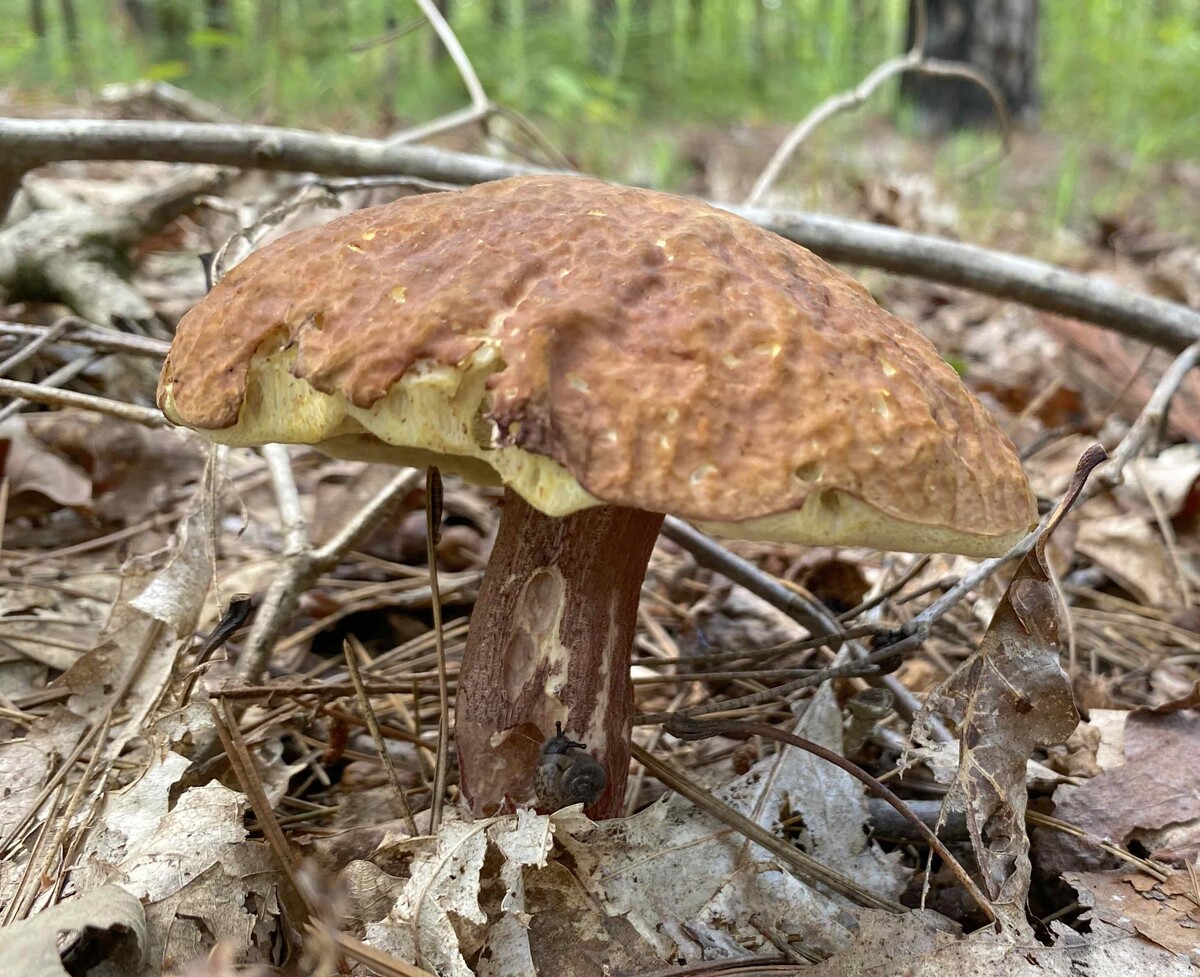 Xanthoconium image