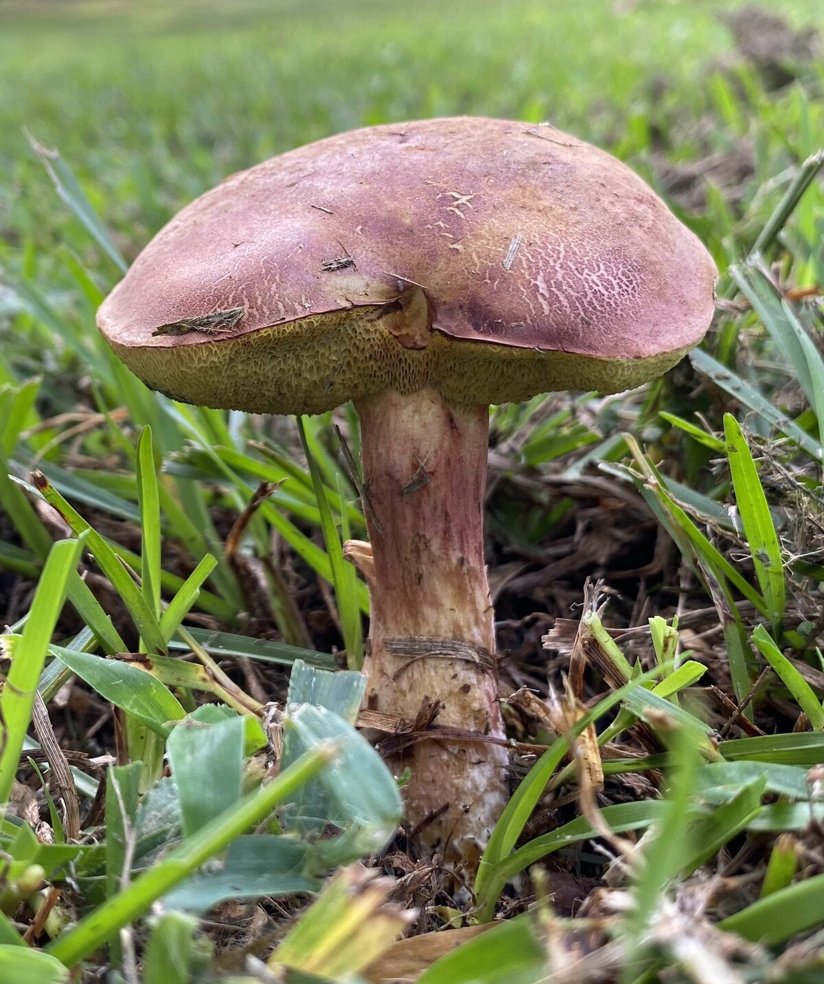 Boletus patrioticus image