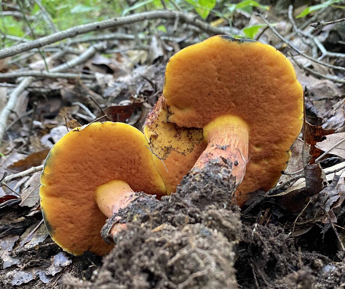 Neoboletus image