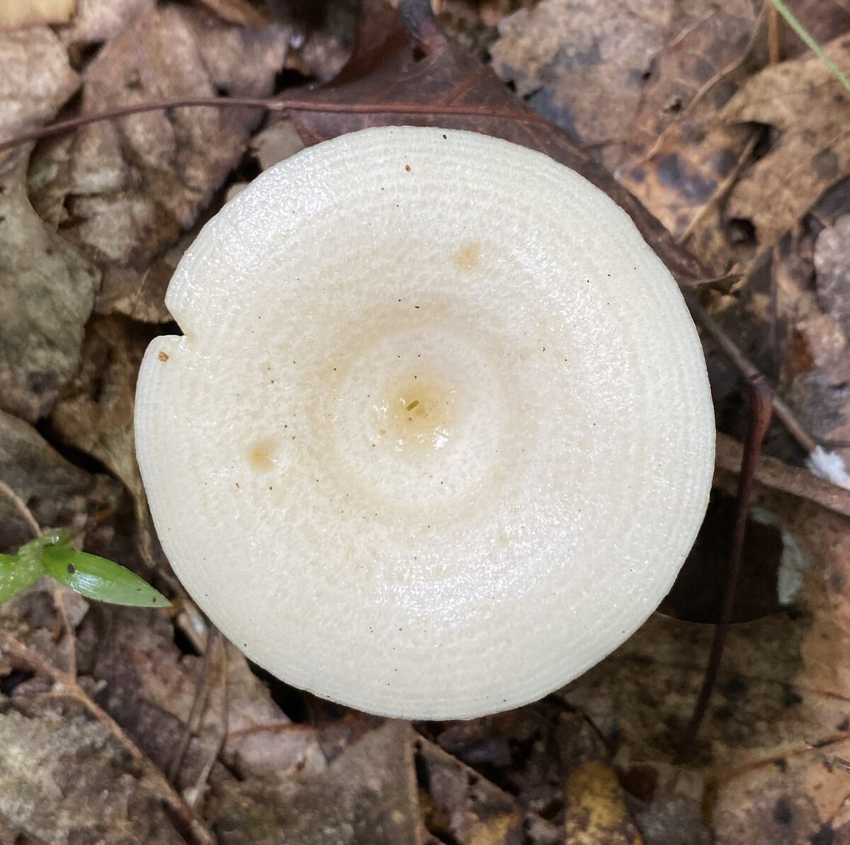 Lactarius maculatipes image