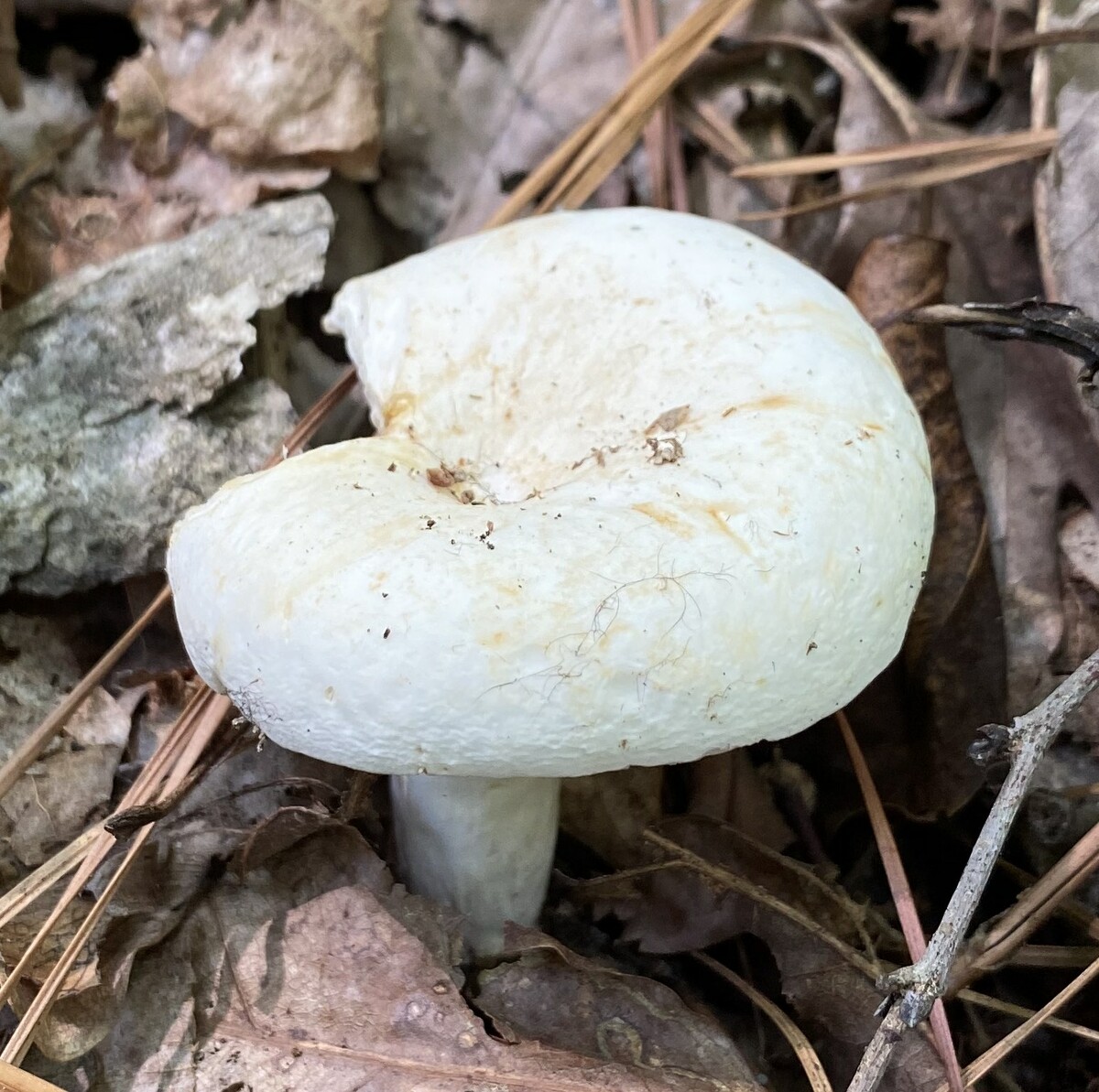 Lactarius piperatus image