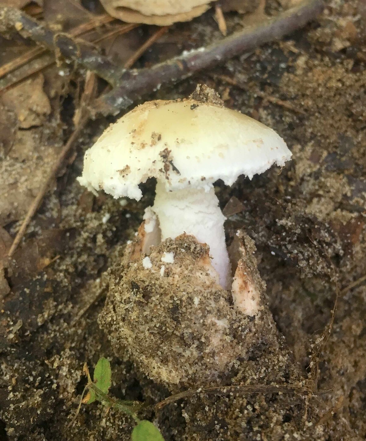 Amanita volvata image