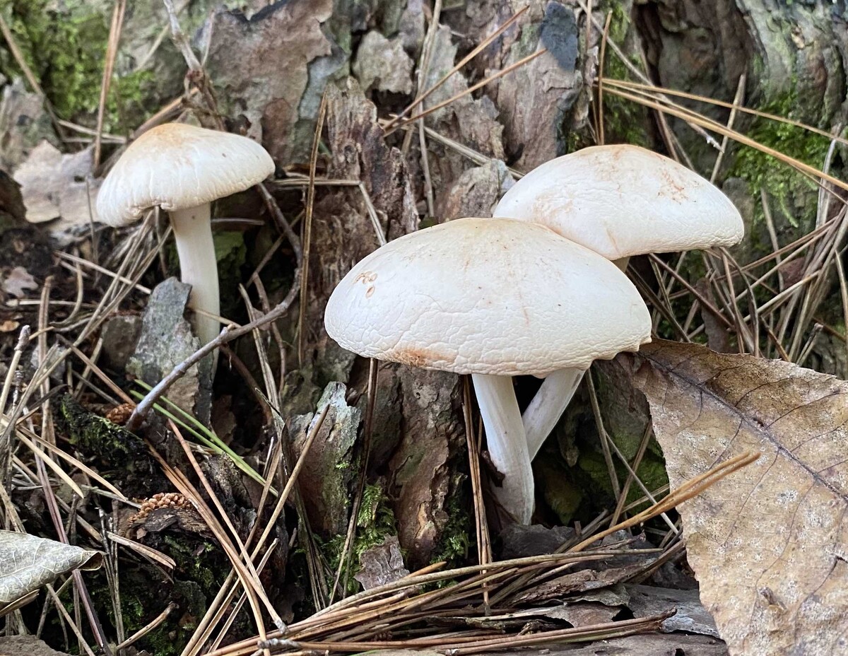 Rhodocollybia maculata image