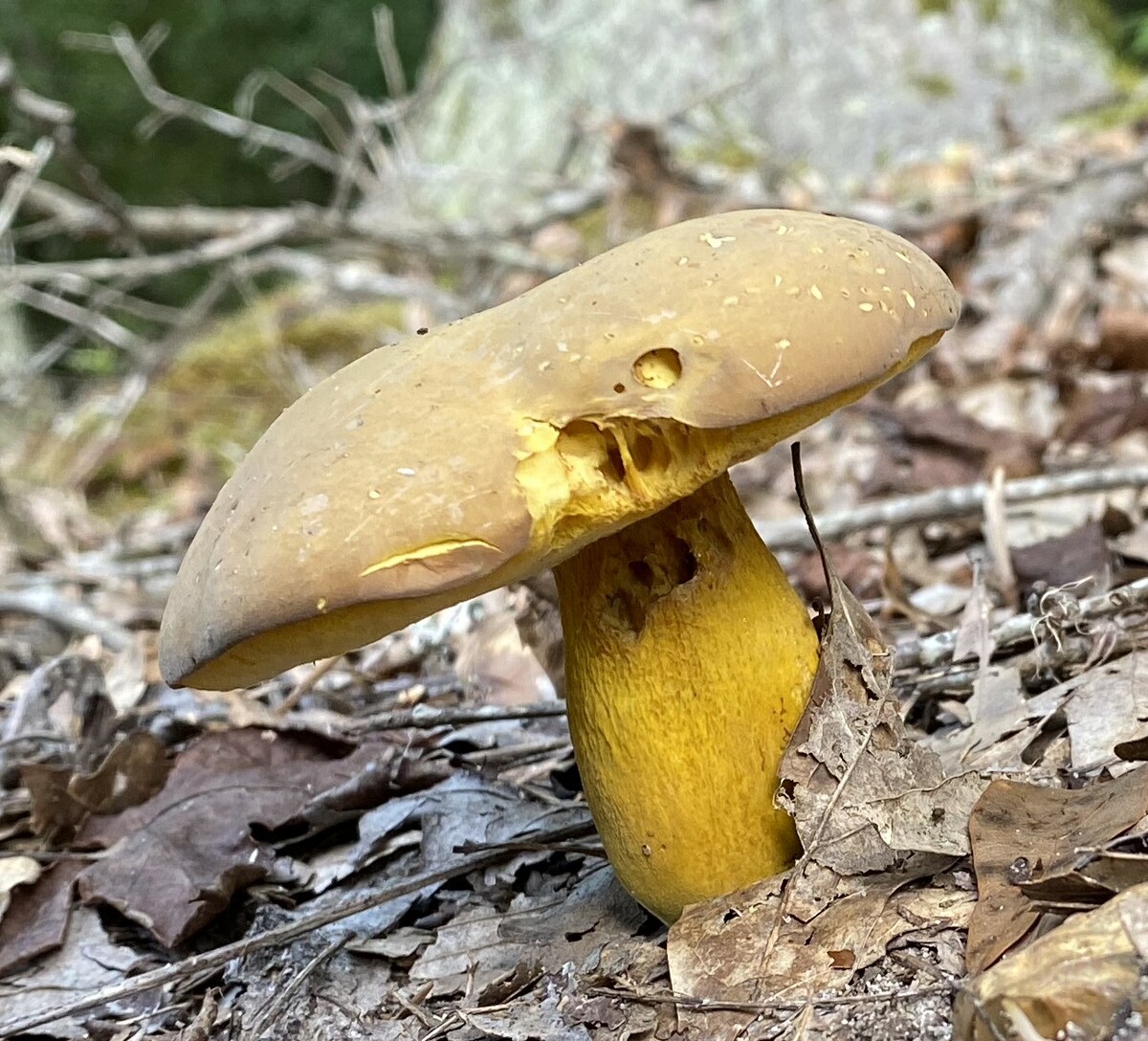 Morchellaceae image