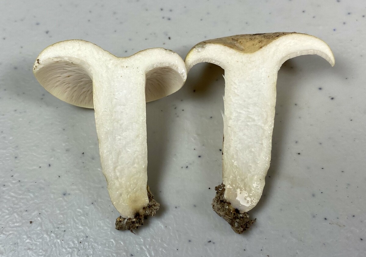 Lactifluus glaucescens image