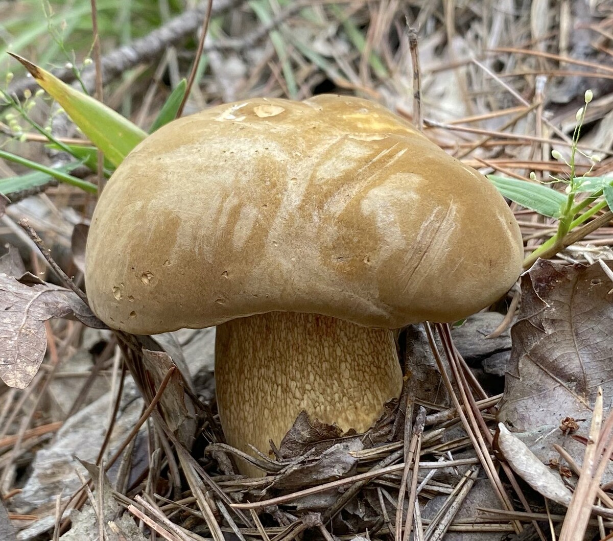 Boletus durhamensis image