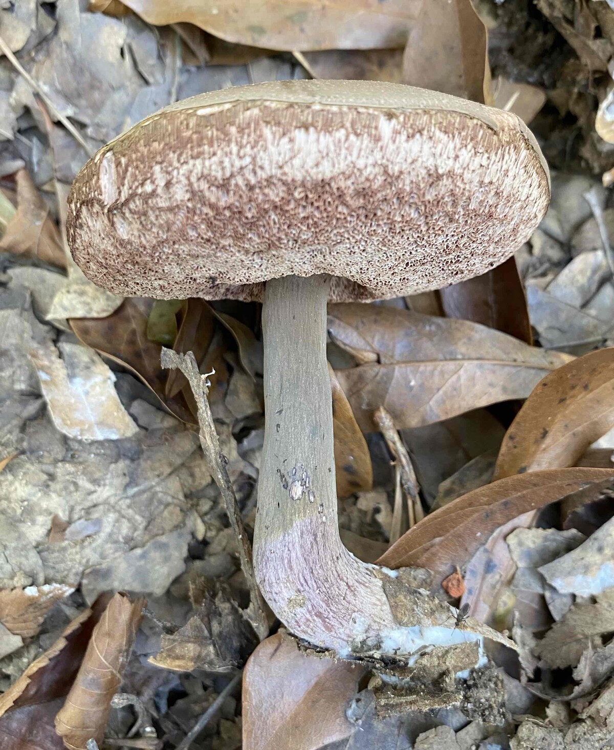 Tylopilus image