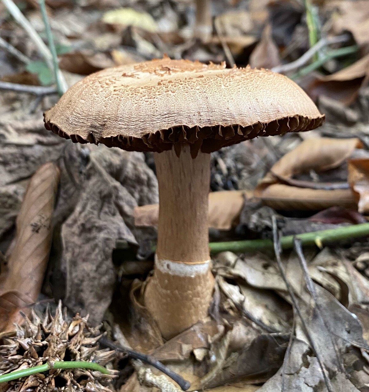 Cortinarius torvus image