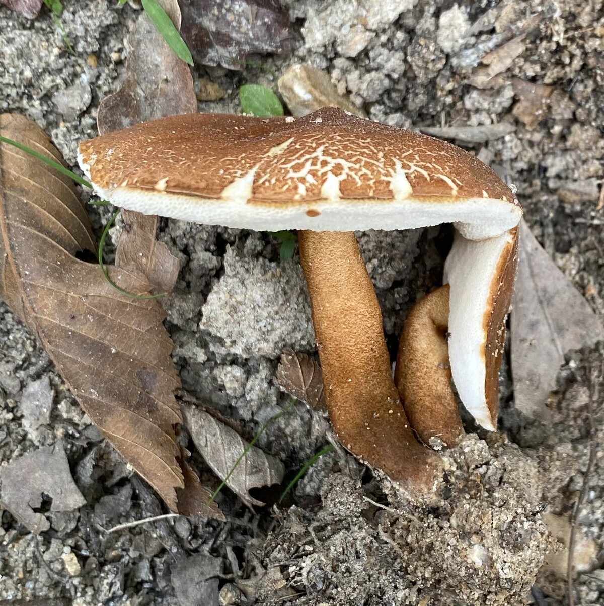 Gyroporus smithii image