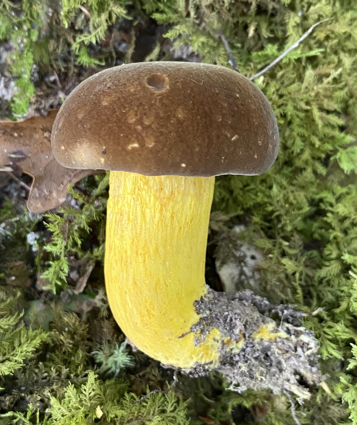 Boletus auripes image