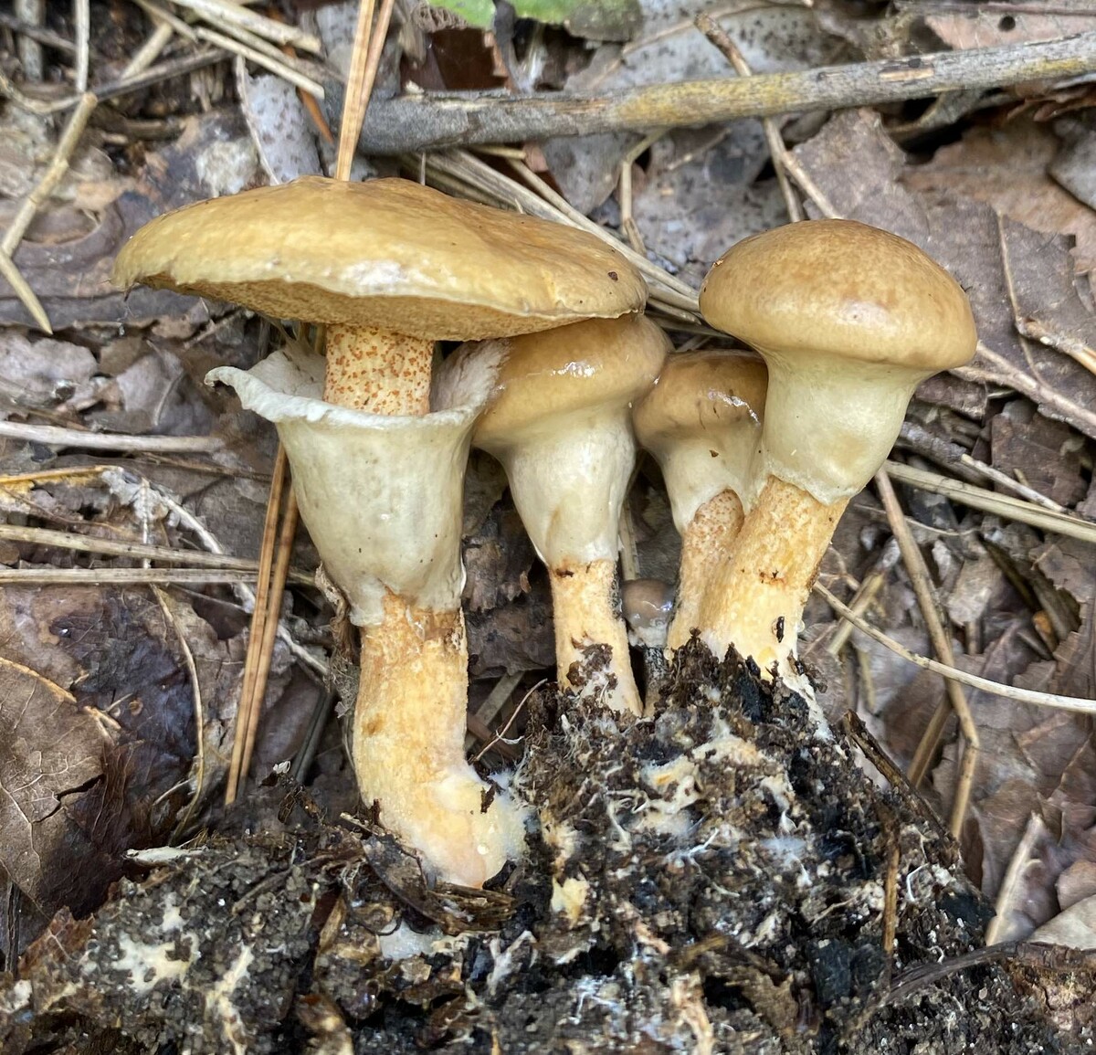 Suillus cothurnatus image