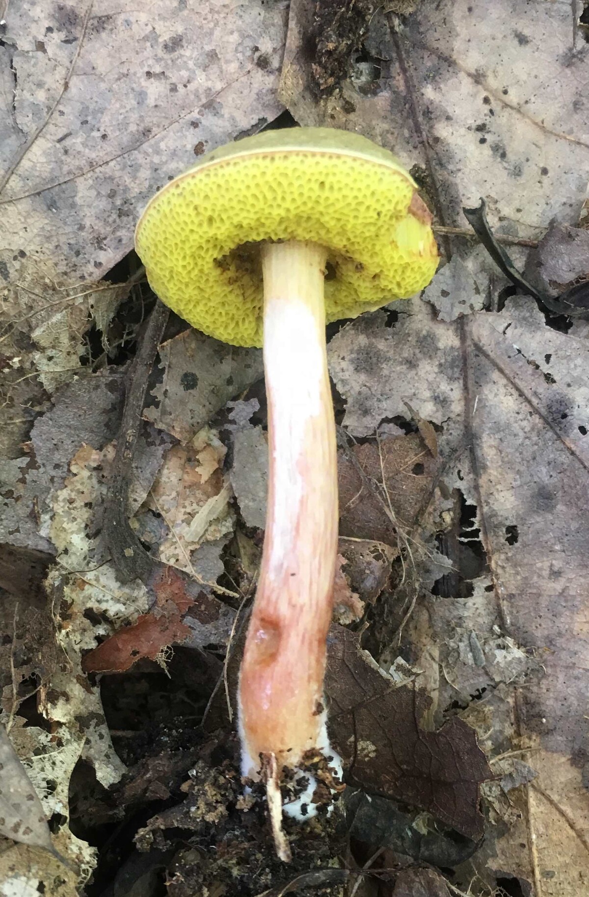 Aureoboletus image