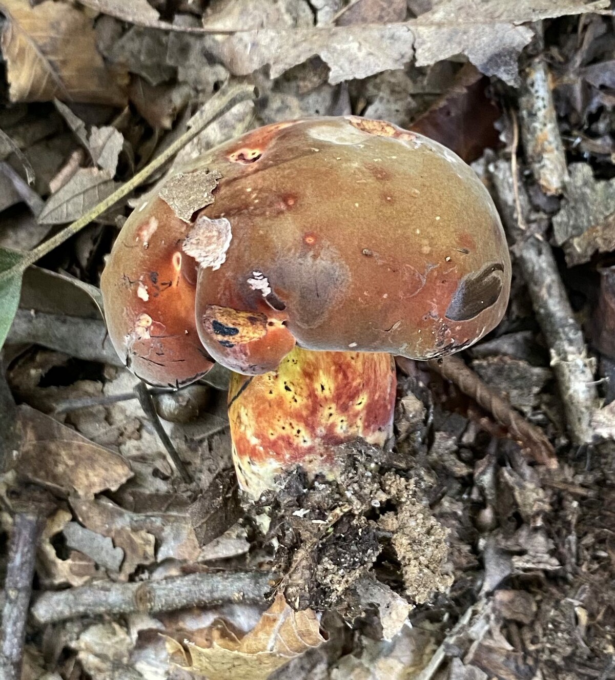 Neoboletus image