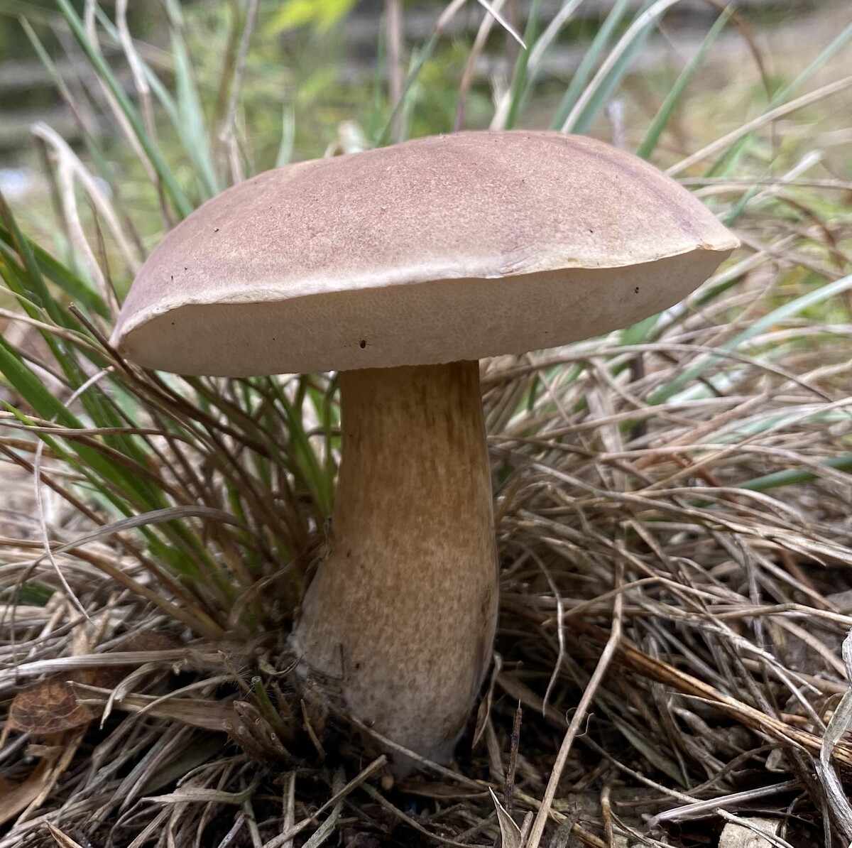 Tylopilus image
