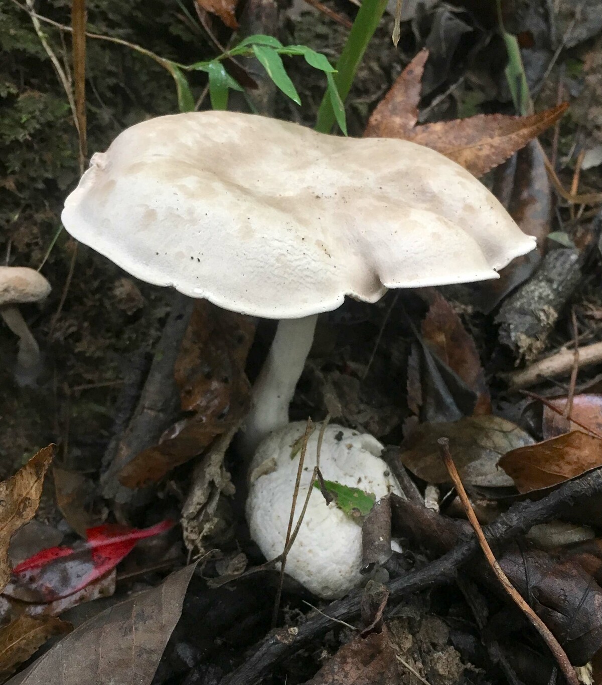 Entoloma image