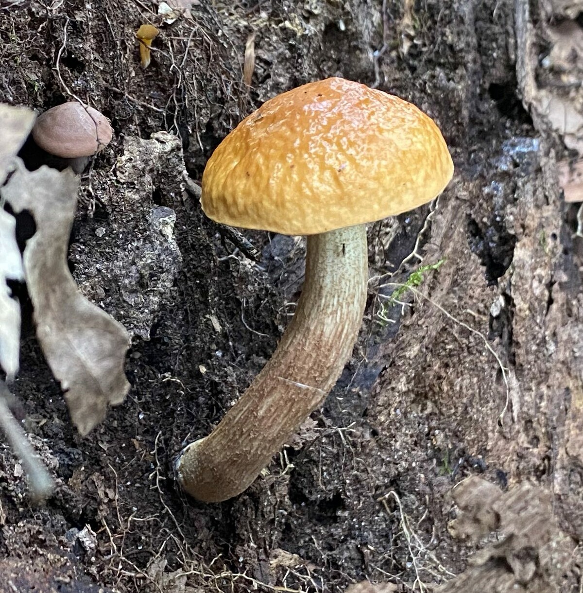 MyCoPortal - Leccinum longicurvipes