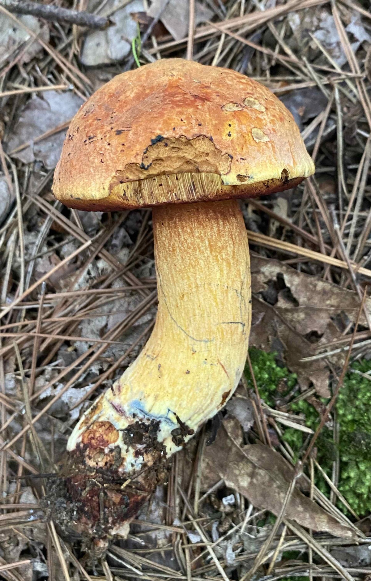 Neoboletus image