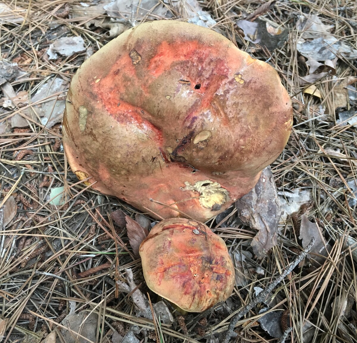 Neoboletus image