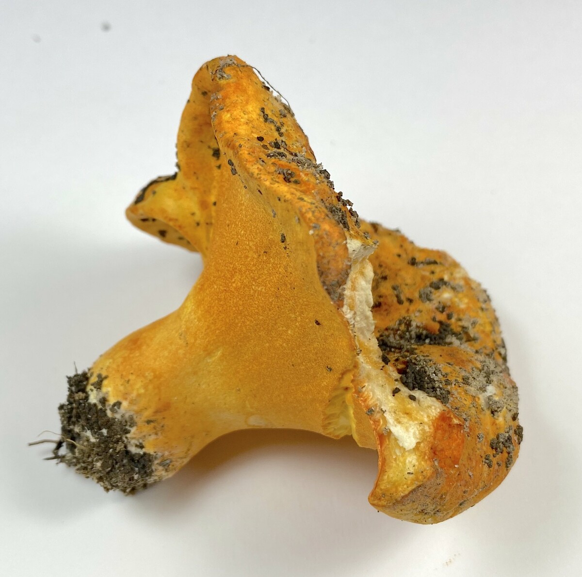 Hypomyces lactifluorum image