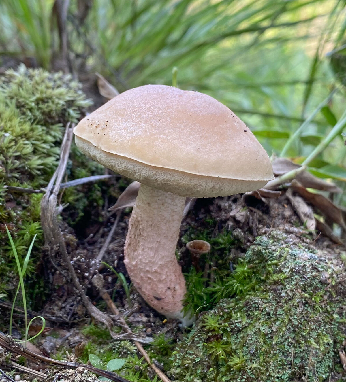 Leccinum roseoscabrum image