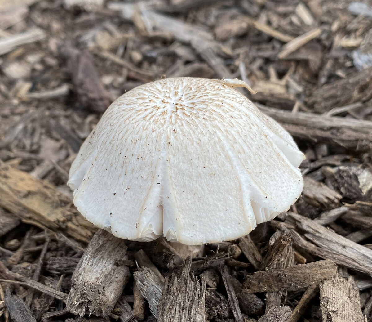 Pluteus petasatus image