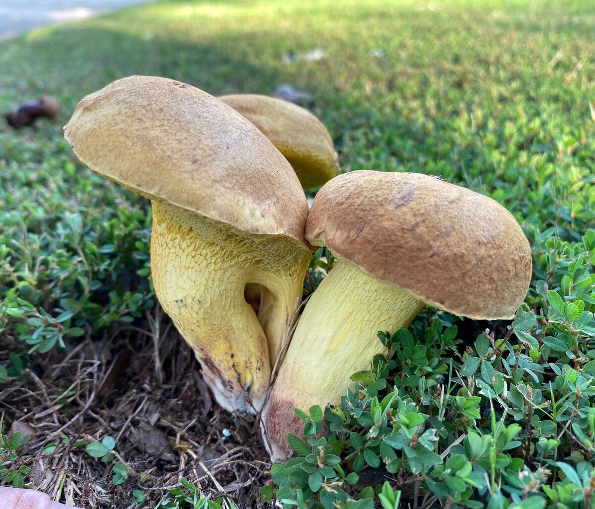 Boletus luridellus image