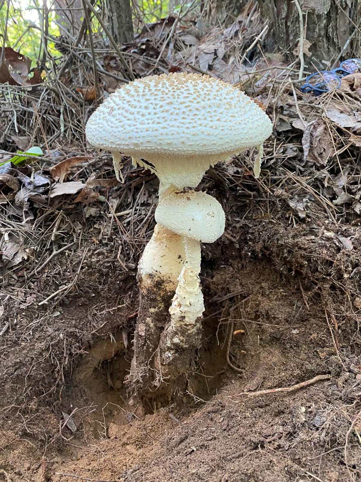 Amanita rhopalopus image