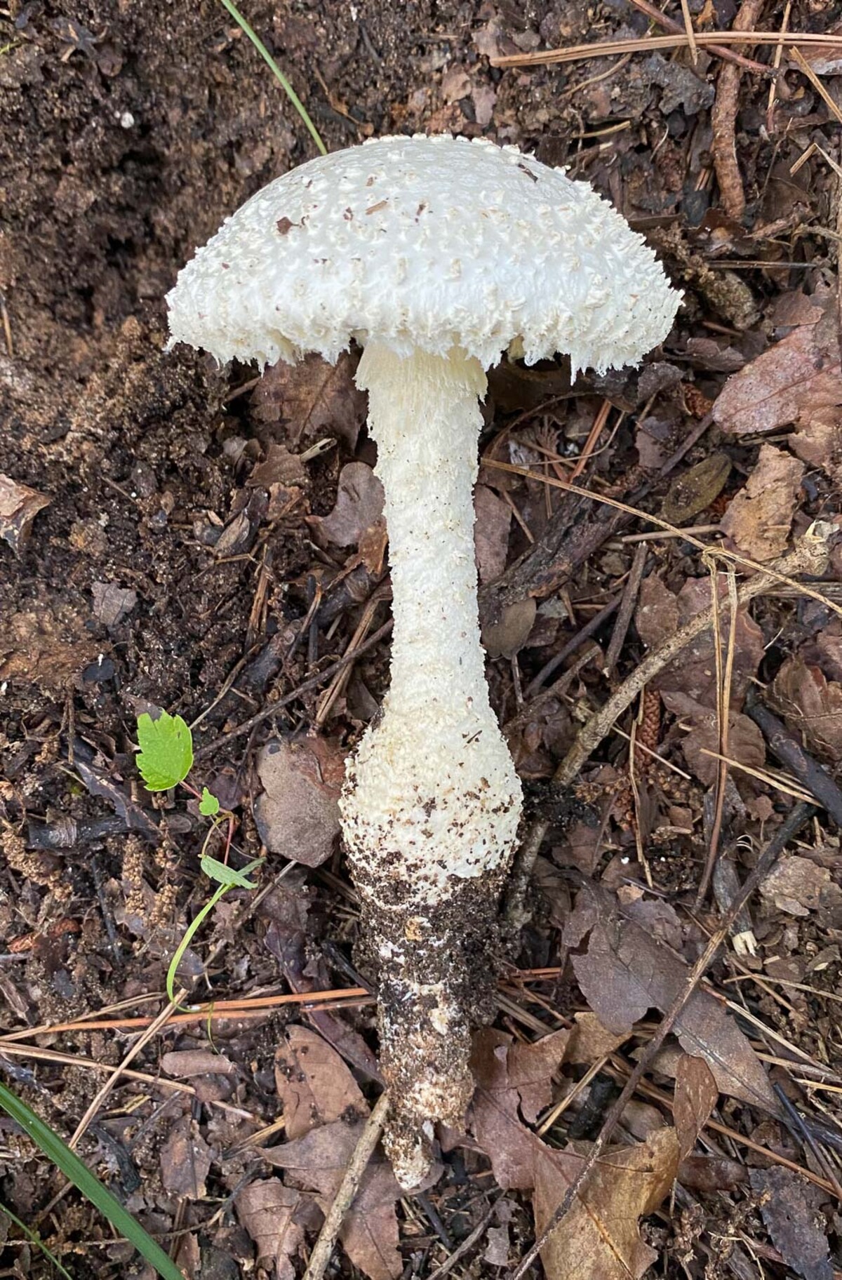 Amanita magniradix image