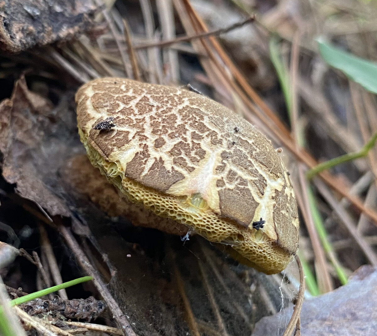 Boletellus chrysenteroides image