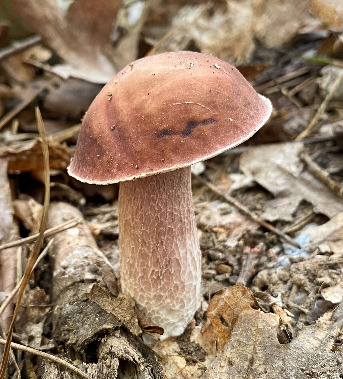 Xanthoconium image