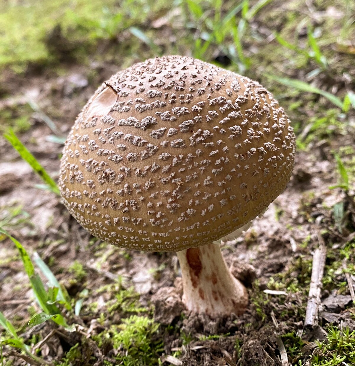 Amanita amerirubescens image