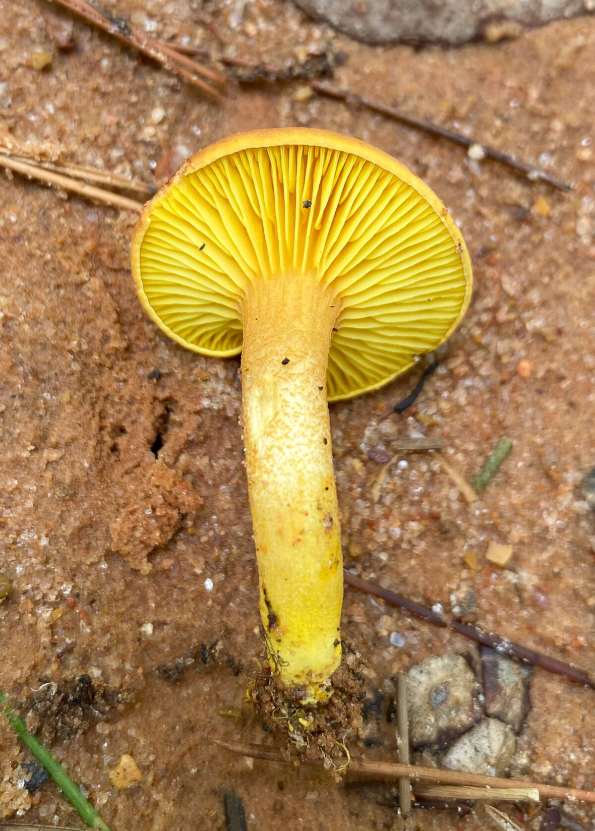 Phylloporus rhodoxanthus image