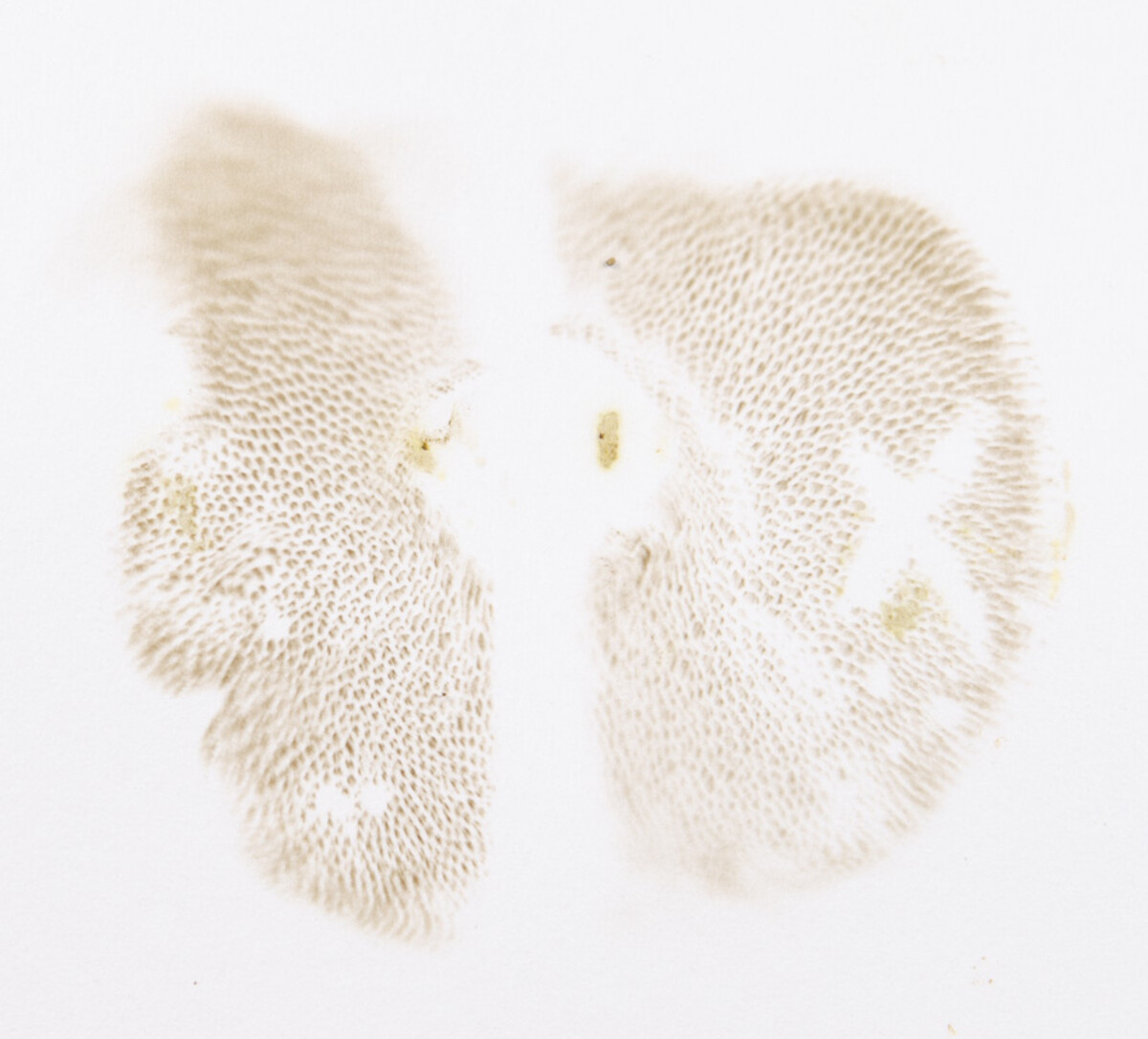 Boletus ochraceoluteus image