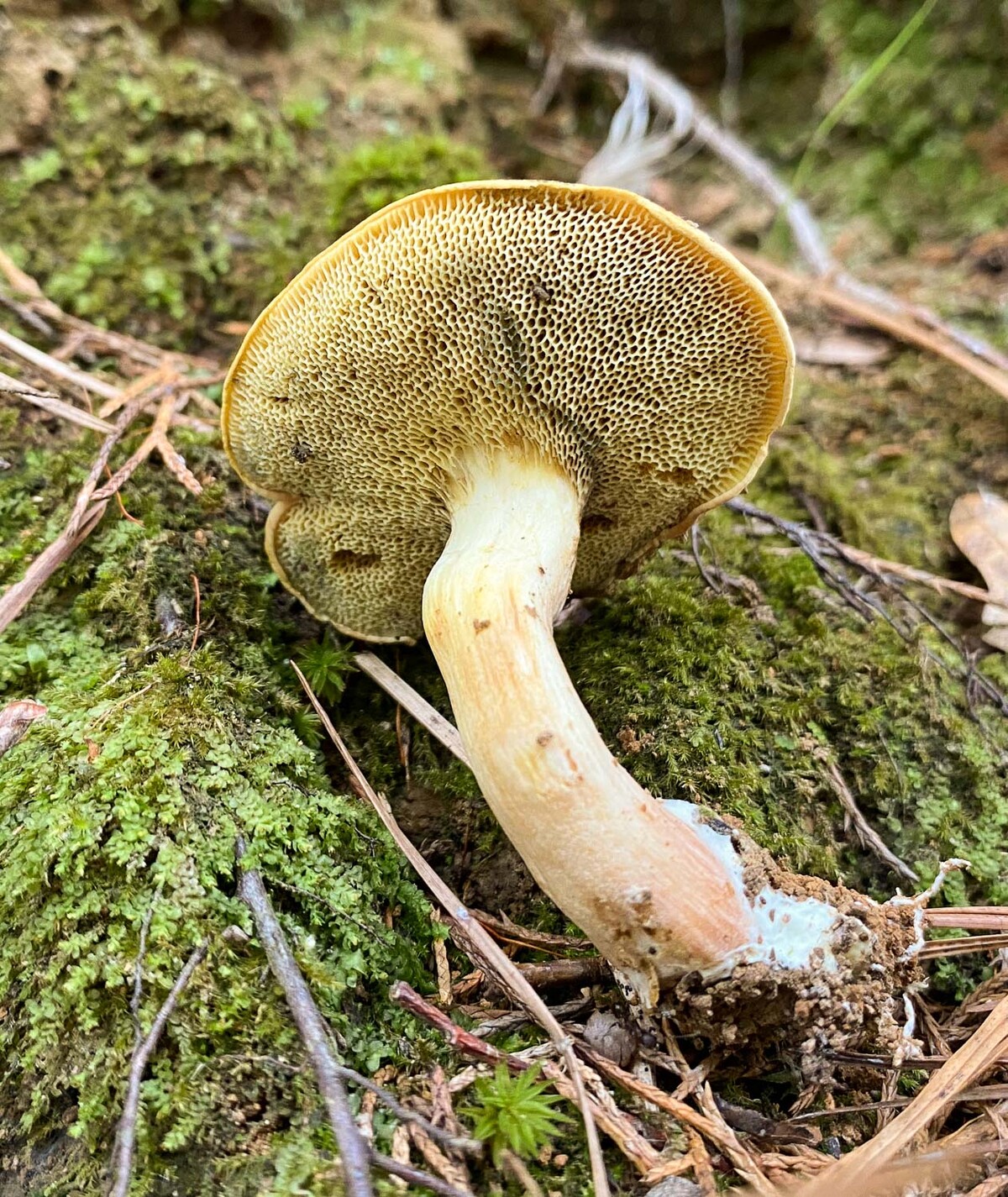 Boletus ochraceoluteus image