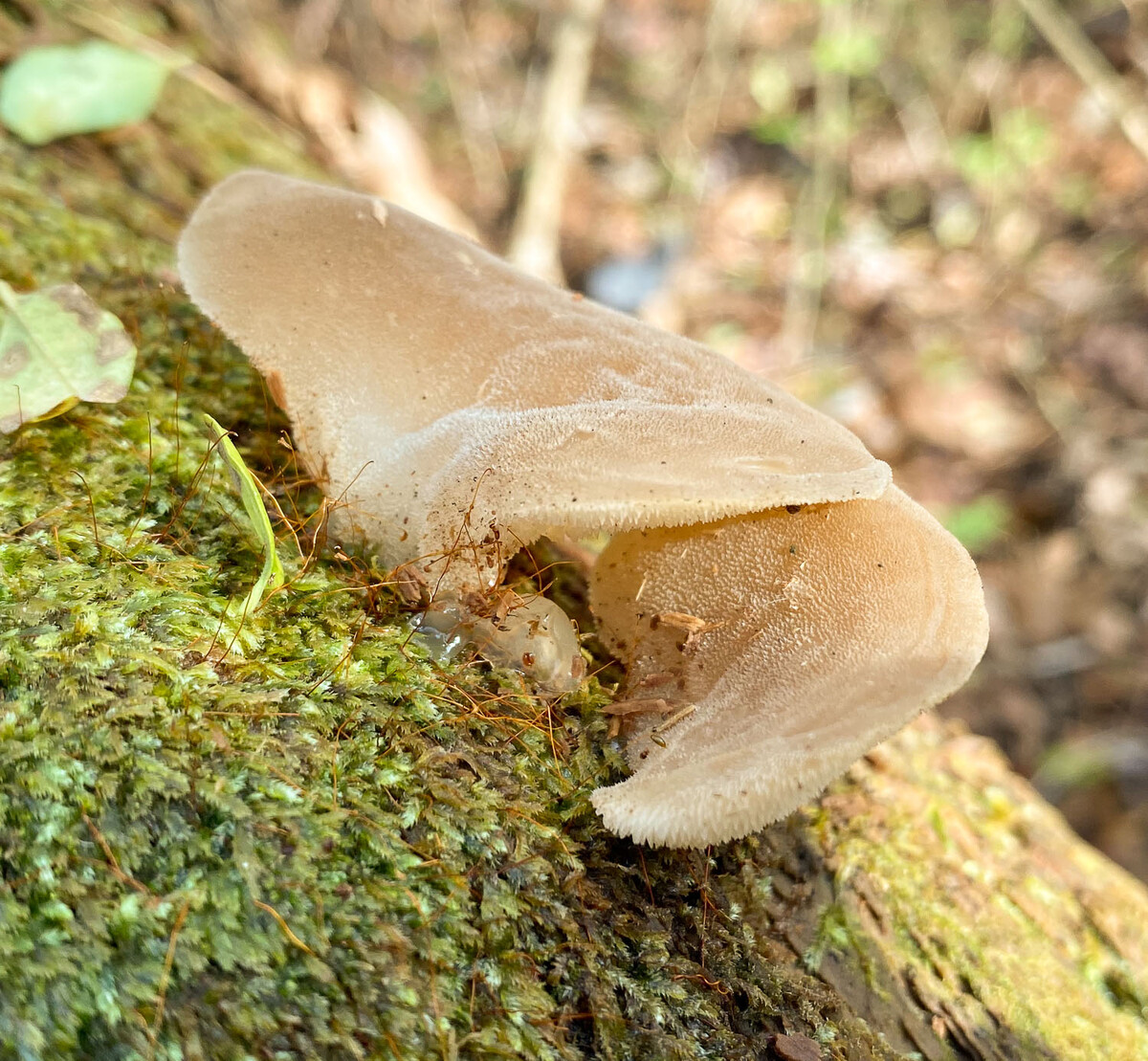 Pseudohydnum gelatinosum image