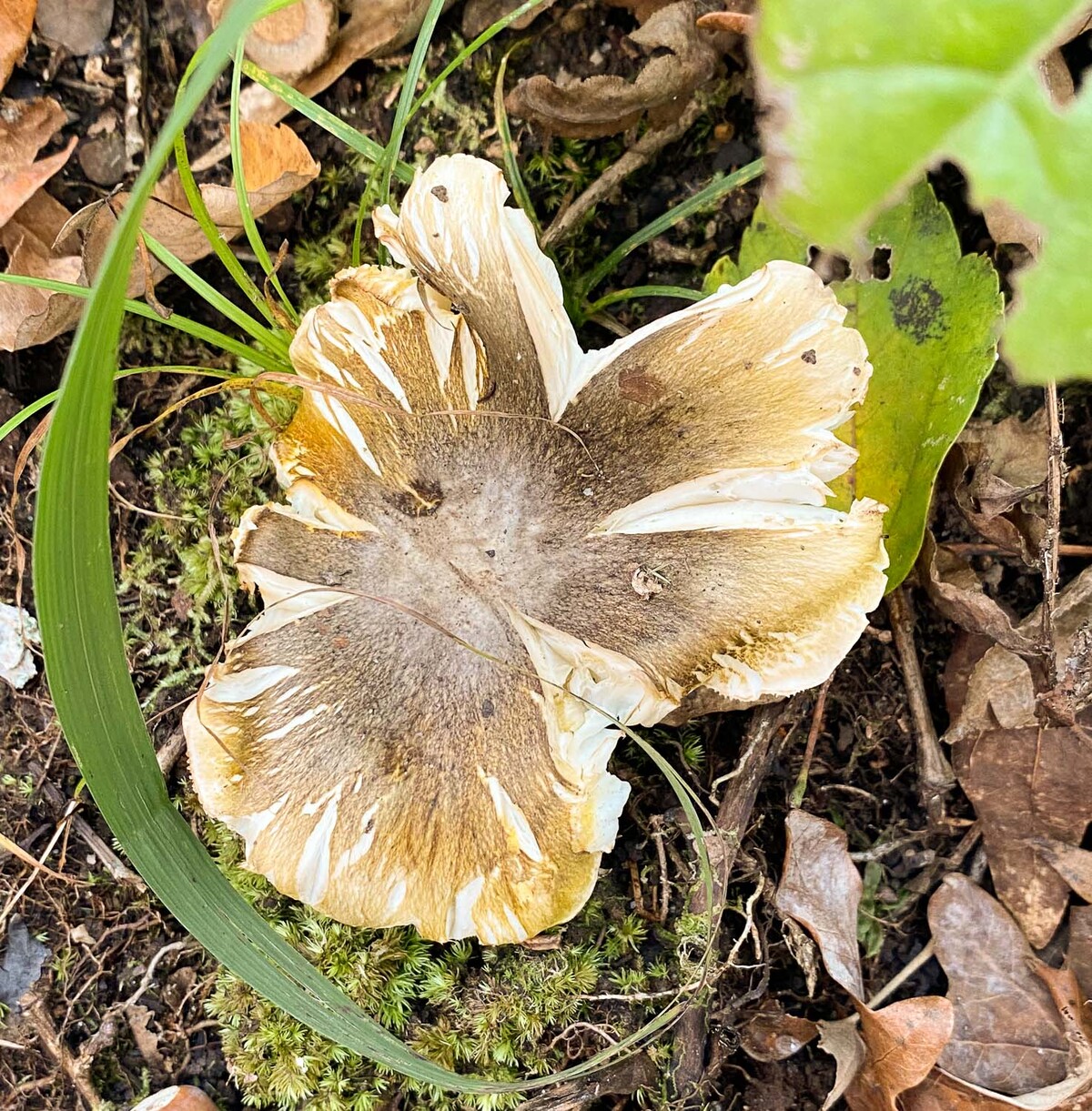 Tricholoma portentosum image