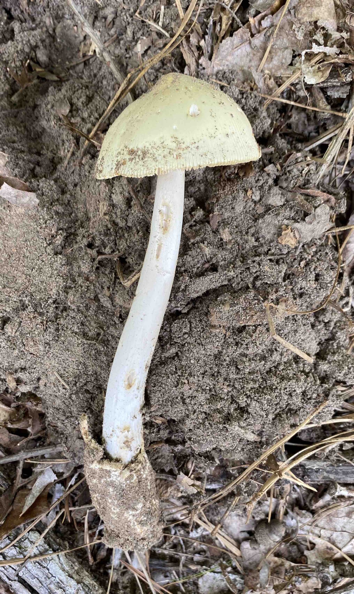 Amanita williamsiae image