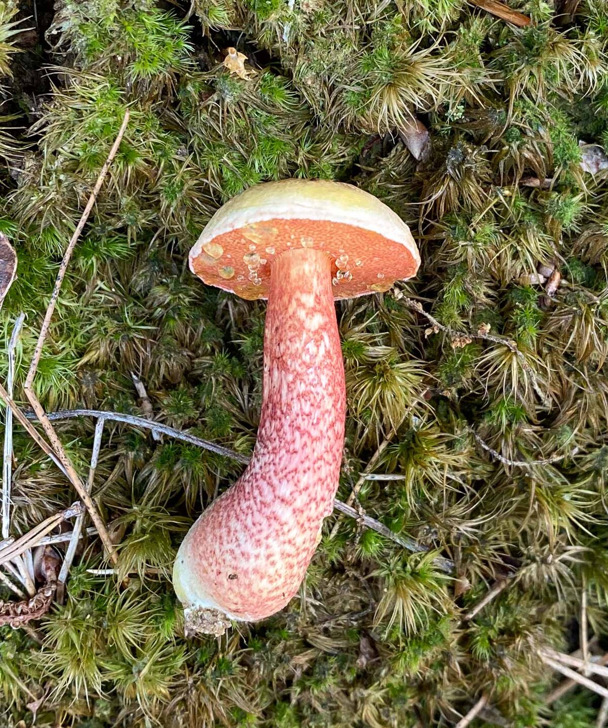 Amoenoboletus weberi image