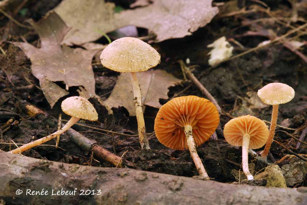 Tubaria conspersa image