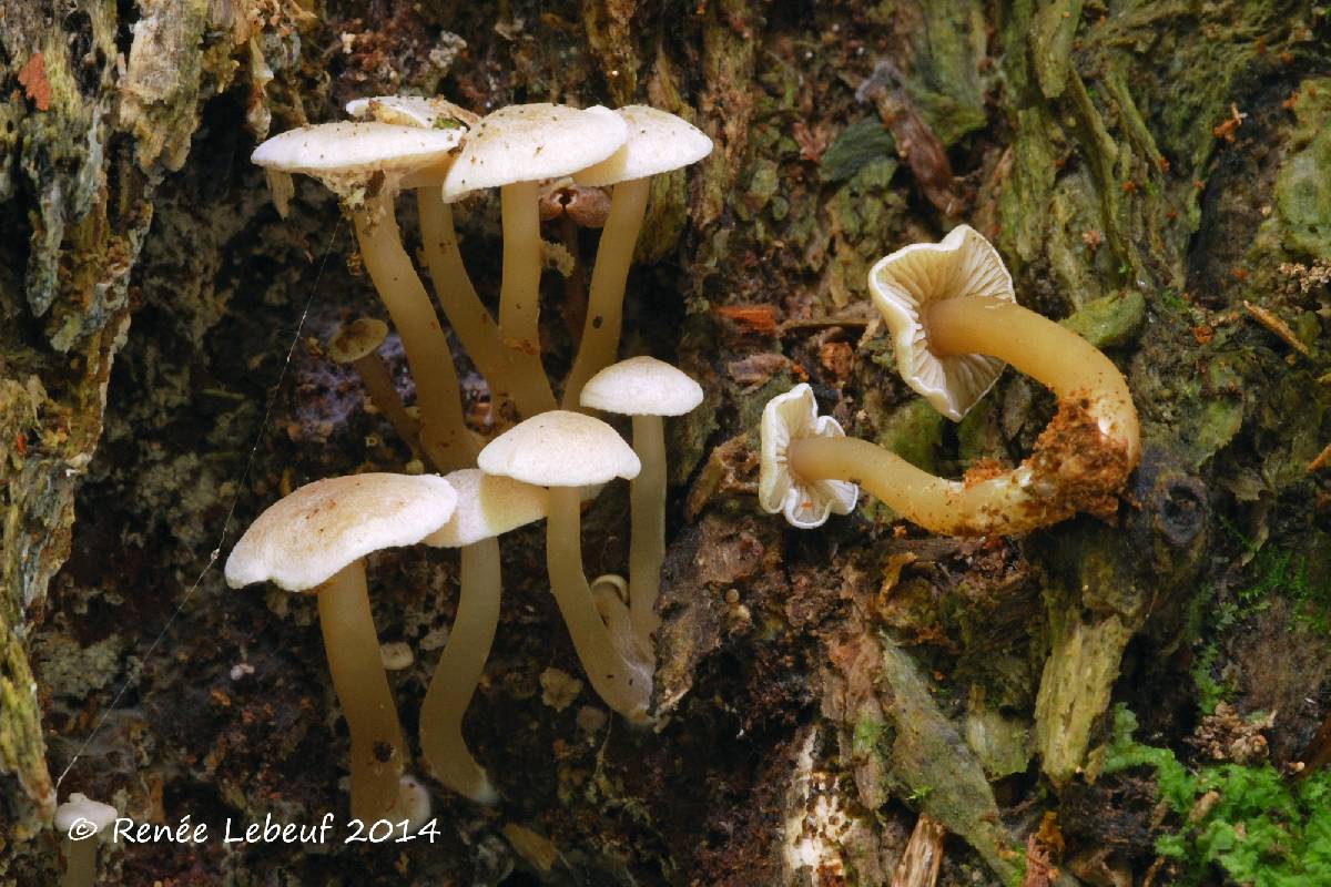 Callistosporium pseudofelleum image