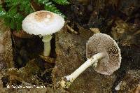 Agaricus diminutivus image