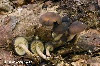 Agrocybe firma image